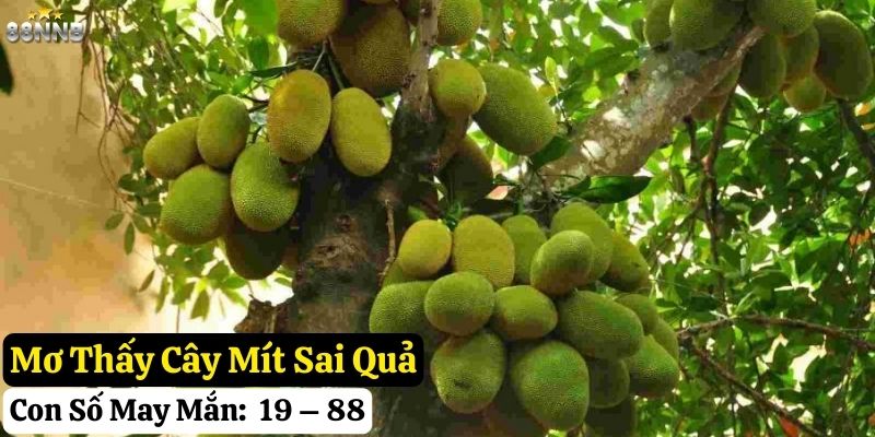 mơ thấy quả mít