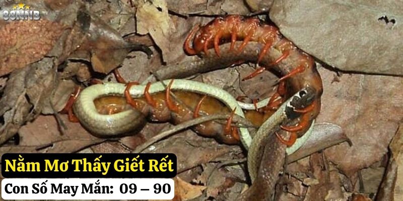 nằm mơ thấy rết