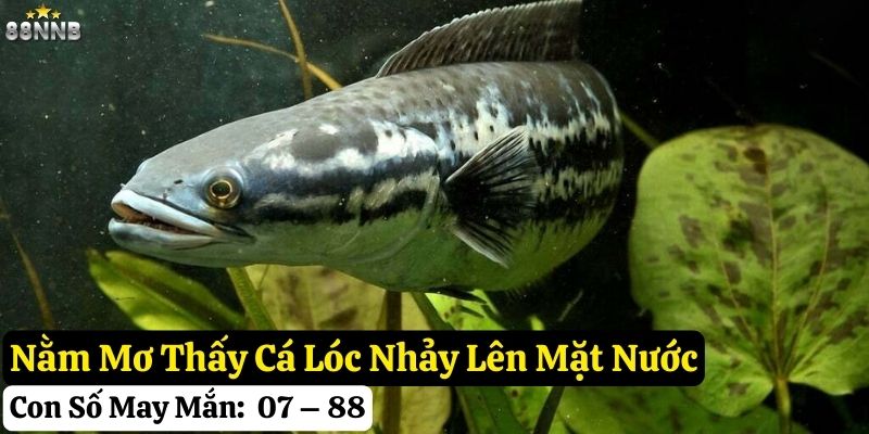 nằm mơ thấy cá lóc