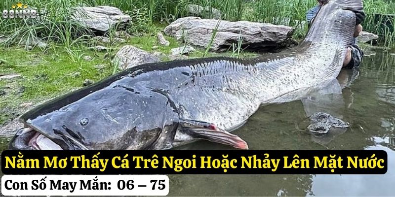nằm mơ thấy cá trê