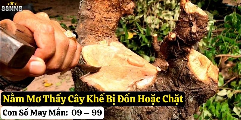 mơ thấy cây khế