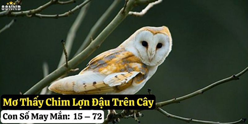 nằm mơ thấy chim lợn