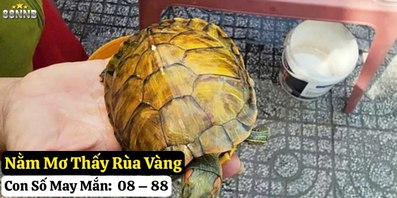 nằm mơ thấy con rùa