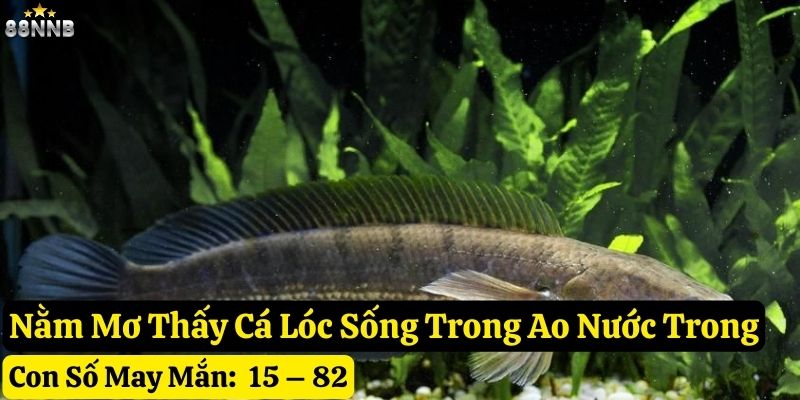 mơ thấy cá lóc