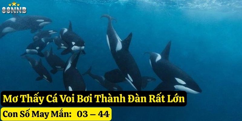 mơ thấy cá voi 88nn