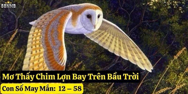 mơ thấy chim lợn