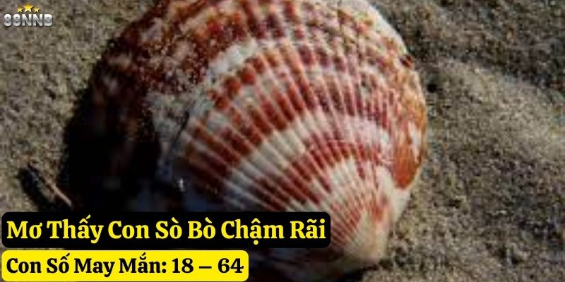 nằm mơ thấy con sò