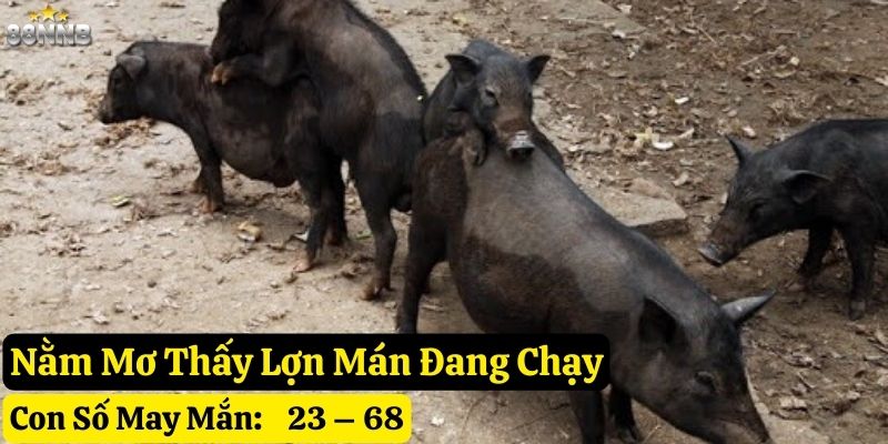nằm mơ thấy lợn mán