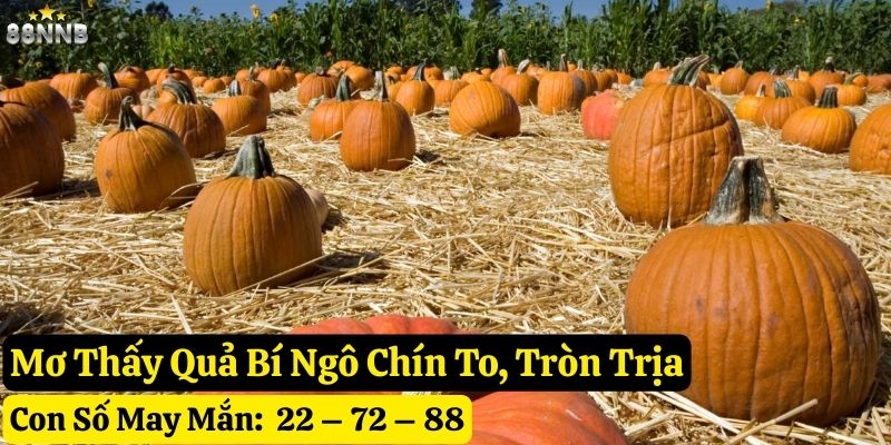 mơ thấy quả bí ngô 88nn