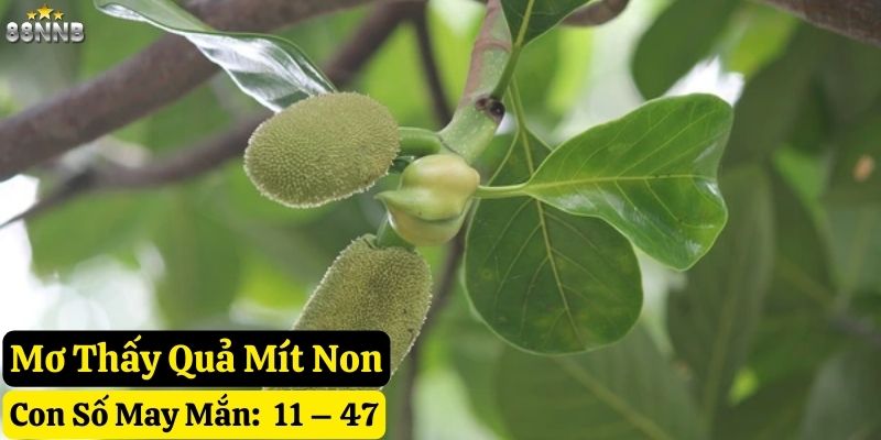 mơ thấy quả mít 88nn