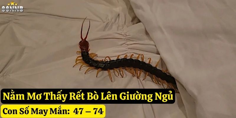 nằm mơ thấy rết 88nn