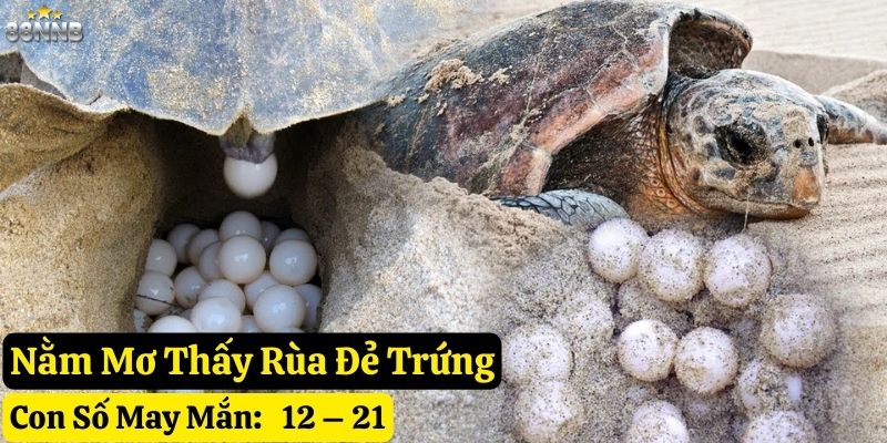 nằm mơ thấy rùa