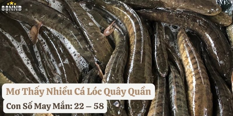 mơ thấy con cá lóc