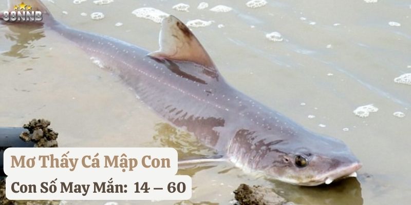 mơ thấy cá mập 88nn