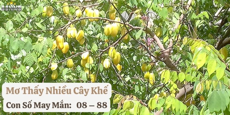 nằm mơ thấy cây khế 88nn