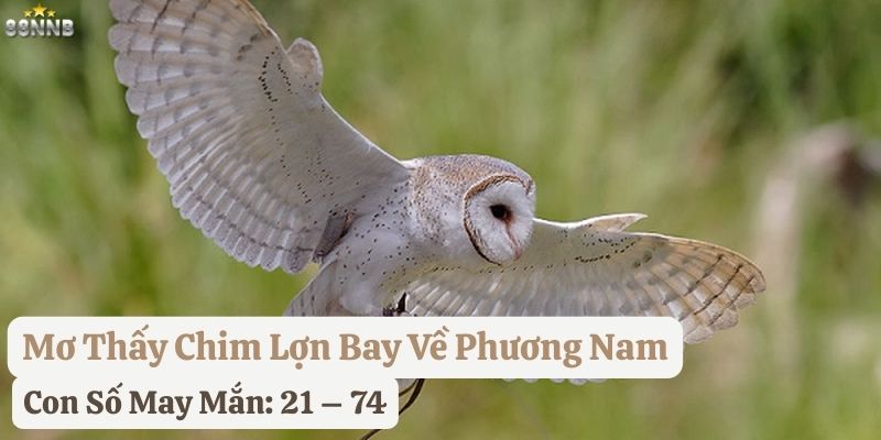 mơ thấy chim lợn 88nn