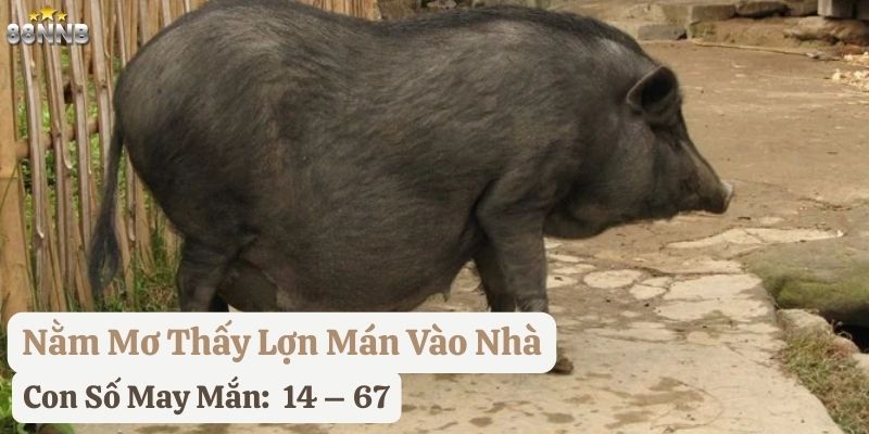 nằm mơ thấy lợn mán 88nn