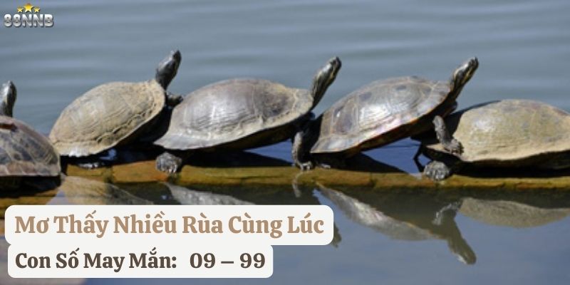 nằm mơ thấy rùa 88nn