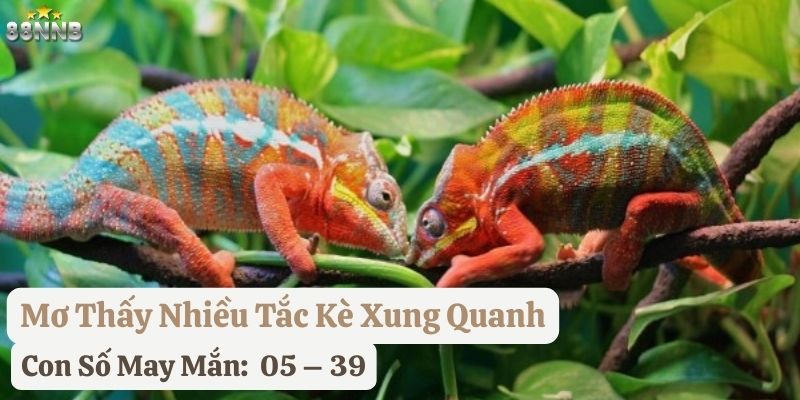 mơ thấy tắc kè 88nn