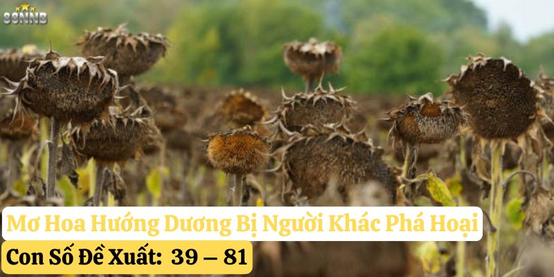 nằm mơ hoa hướng dương