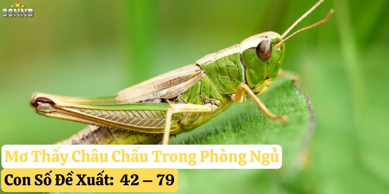 nằm mơ thấy châu chấu
