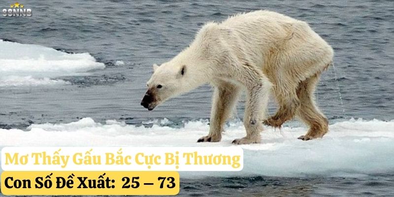 nằm mơ gấu bắc cực