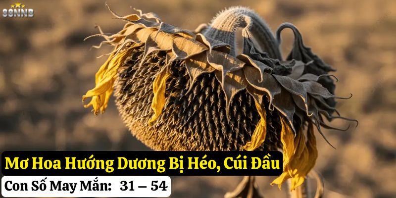 mơ hoa hướng dương