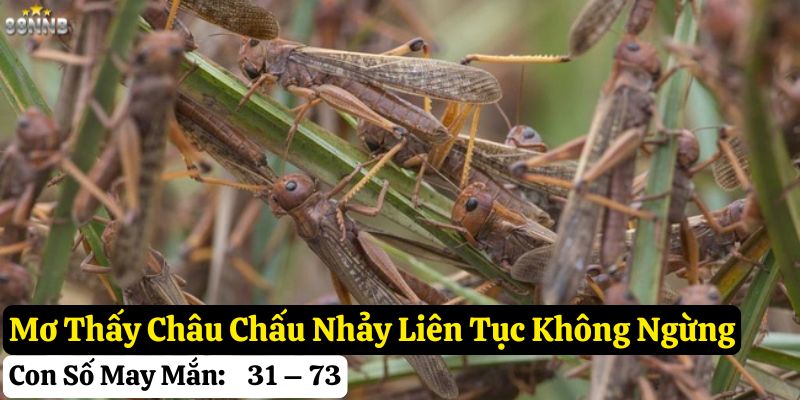 mơ thấy châu chấu