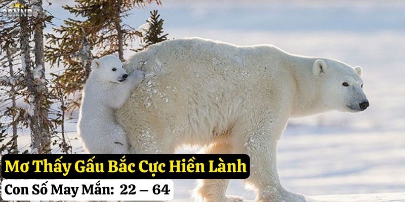 mơ gấu bắc cực