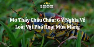 mơ thấy châu chấu 88nn thumb