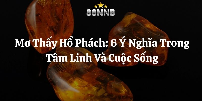 mơ thấy hổ phách 88nn thumb