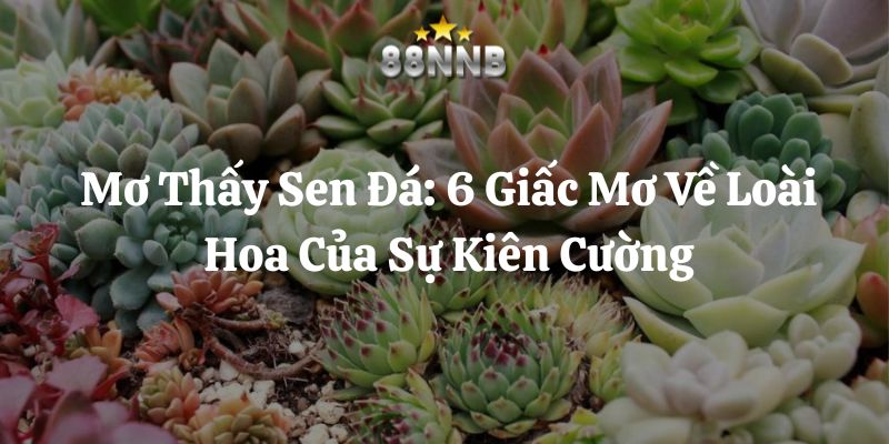 mơ thấy sen đá 88nn thumb