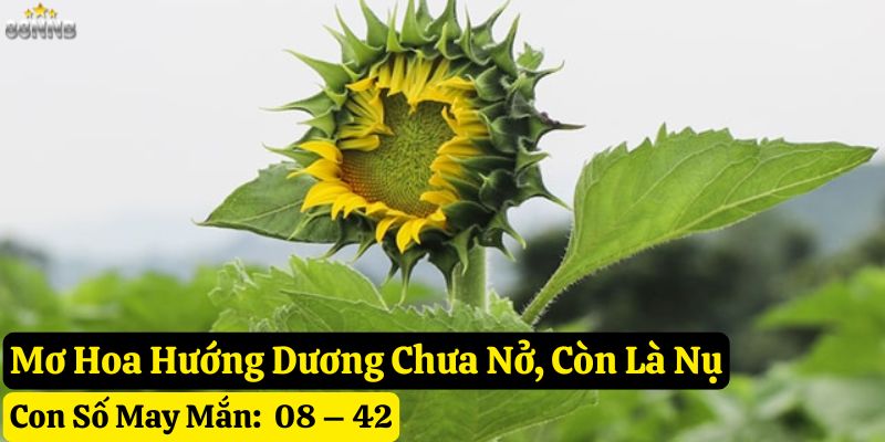 mơ hoa hướng dương 88nn