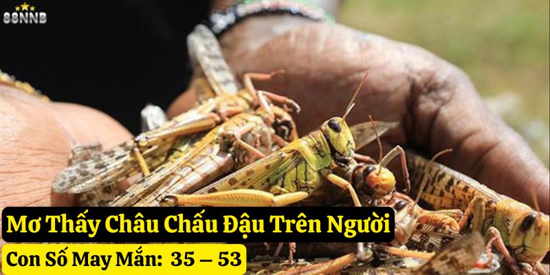 mơ thấy châu chấu 88nn