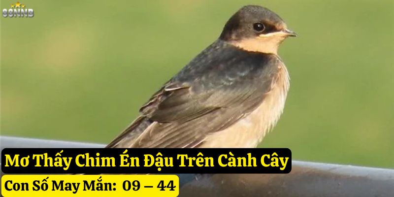 mơ thấy chim én 88nn