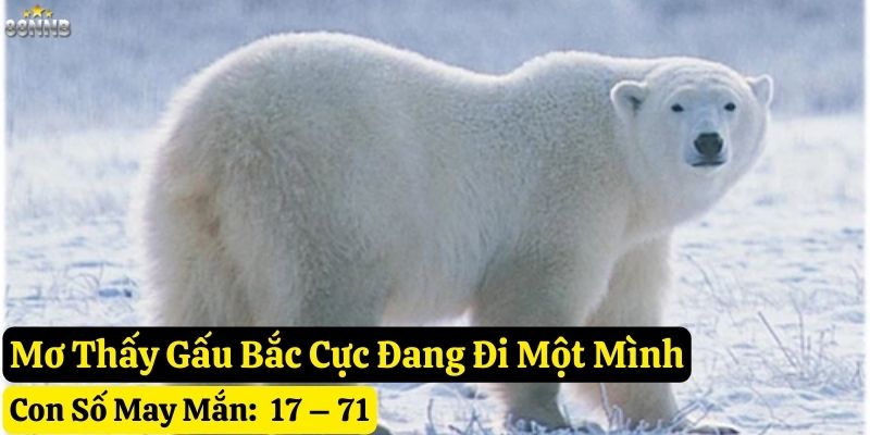 mơ thấy gấu bắc cực