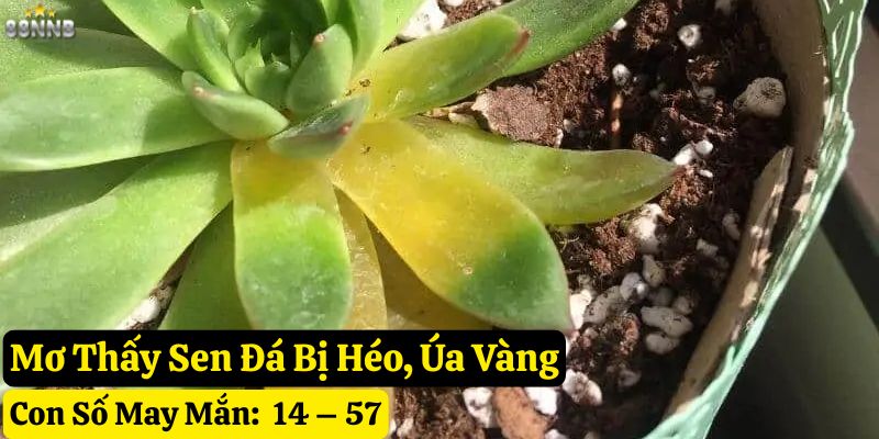 mơ thấy sen đá 88nn