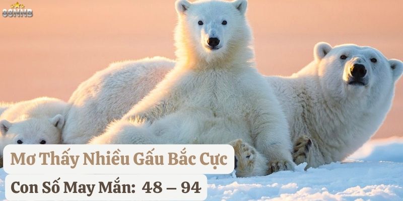 mơ thấy gấu bắc cực 88nn